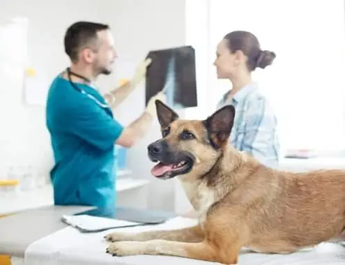 Dog X-Ray Cost