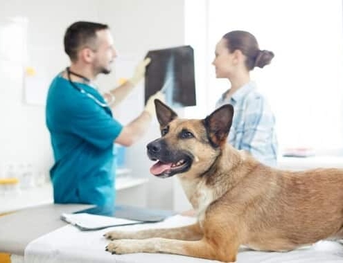 Dog Xray Cost Dog X-Ray Cost