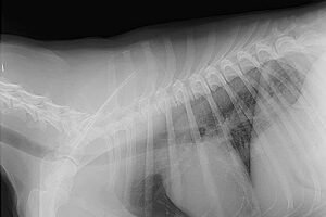 Dog X-Ray
