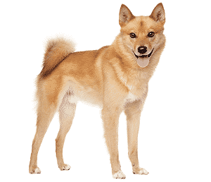 Finnish Spitz Happy