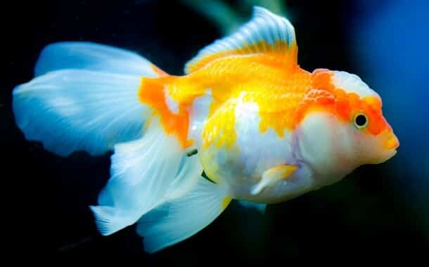 The Cost Of Goldfish - In 2022 - The Pricer