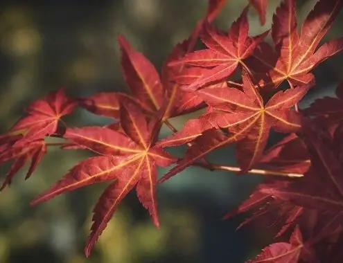 Japanese Maple Tree Cost