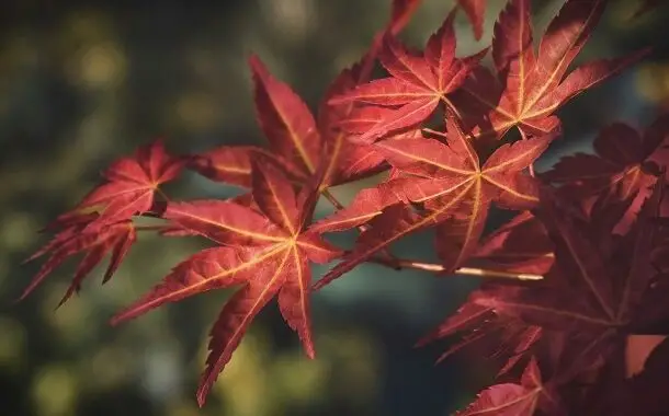 Japanese Maple Tree Cost