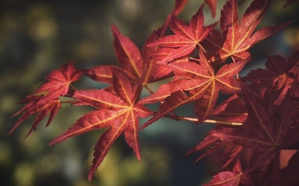 Japanese Maple Tree Cost