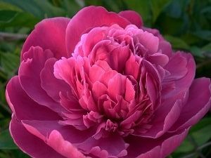 Peony Blossomed