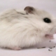 PetSmart Hamster Cost