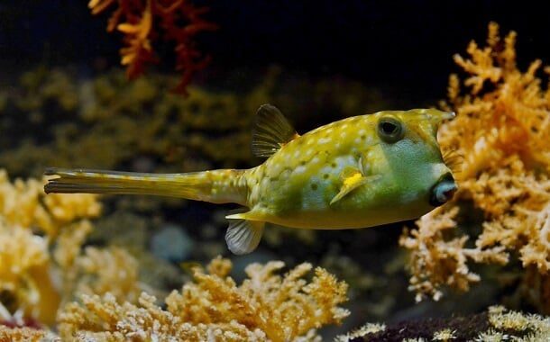 Puffer Fish Cost - In 2022 - The Pricer