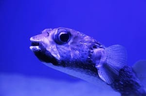 Pufferfish in water