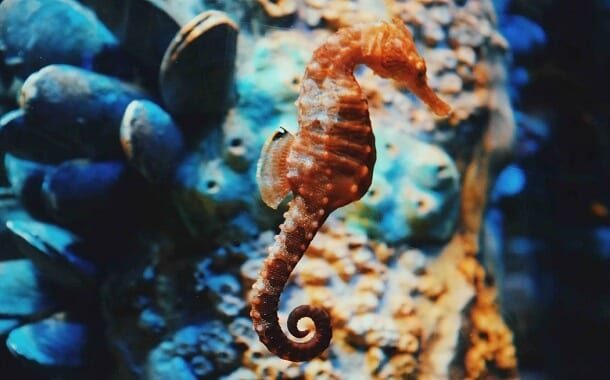 Seahorse Cost