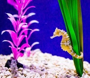 Seahorse in Aquarium