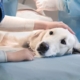 Dog Spleen Surgery Cost