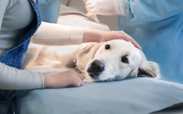 Dog Spleen Surgery Cost