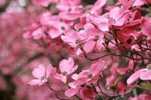 Spring Dogwood Tree