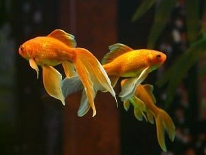Three Goldfish in Bowl