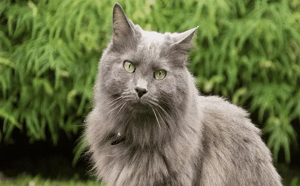Nebelung Cat Cost in 2021 The Pricer