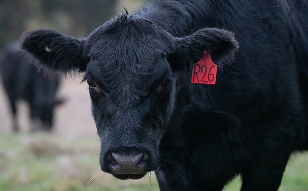 Angus Cow Cost