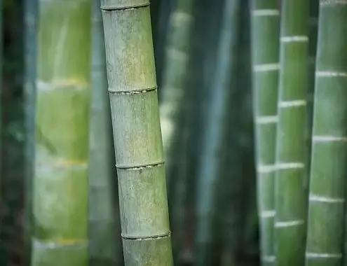 Bamboo Plant Cost