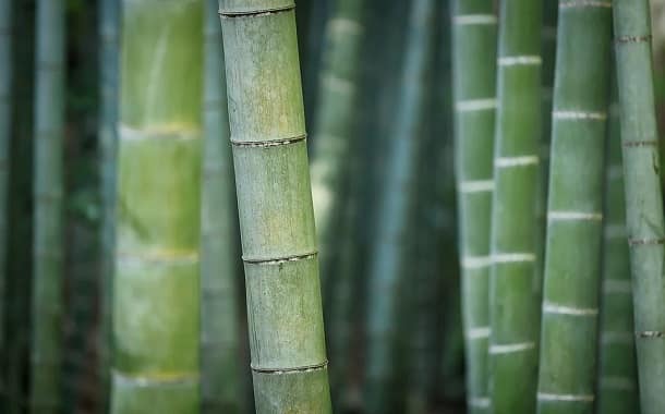 Bamboo Plant Cost