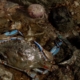 Blue Crab Cost