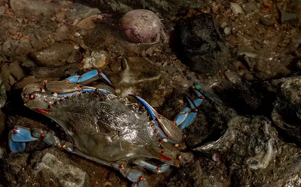 Blue Crab Cost