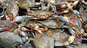 Blue Crabs