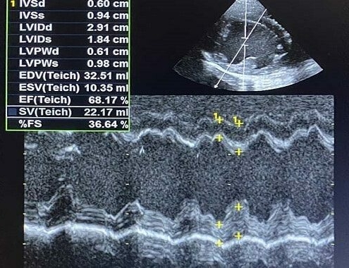 The Cost of Echocardiogram for a Dog Dog Echocardiogram Cost