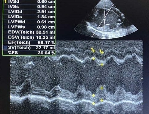 Dog Echocardiogram Cost