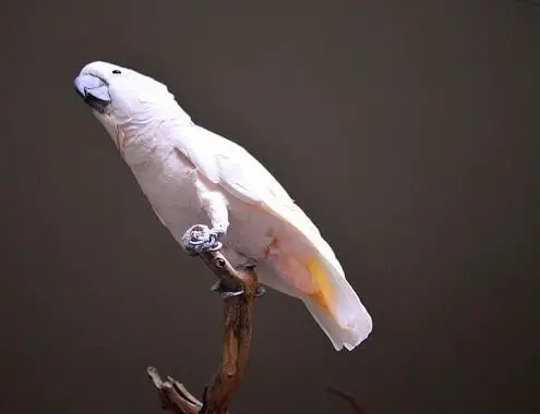 Moluccan Cockatoo Costt