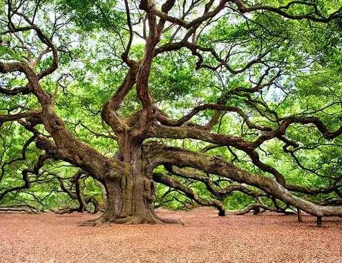 Oak Tree Cost
