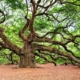 Oak Tree Cost