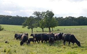 Organic Angus Cows