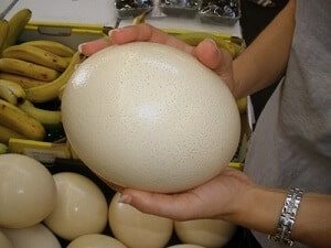 Ostrich Eggs Cost