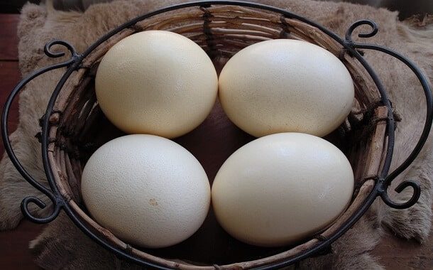 Ostrich Eggs