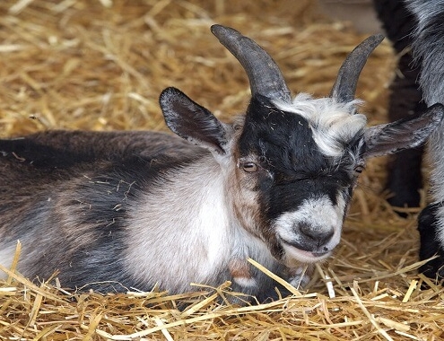 Pygmy Goat Cost