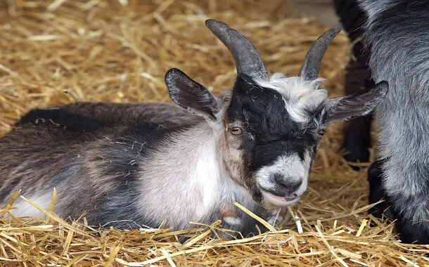 Pygmy Goat Cost