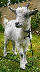 Pygmy Goat