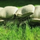 Sand Bags Cost