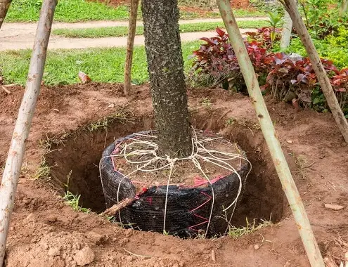 Tree Transplanting Cost