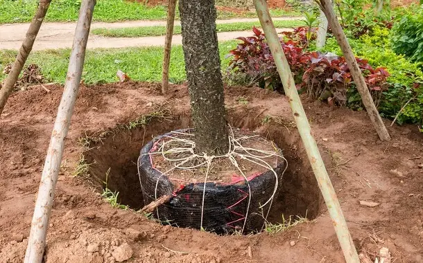 Tree Transplanting Cost