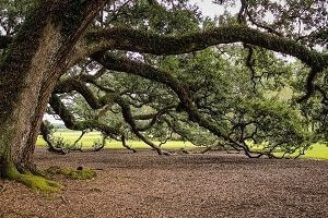 Virginia Live Oak