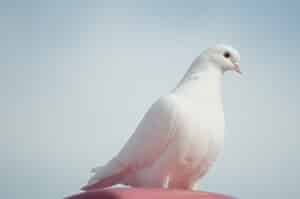 White Pigeon