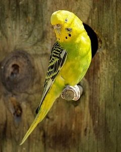 Yellow Parakeet