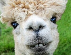 Alpaca Closeup