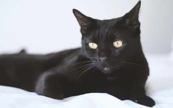 Bombay Cat Cost