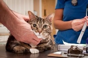 Cat at vet exam