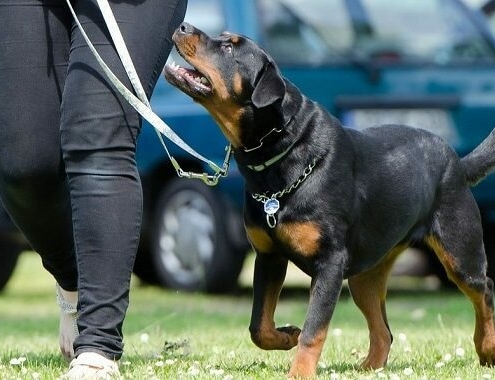 Dog Training Cost at Petco Dog Training at Petco Cost