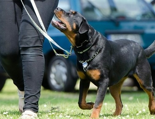 Dog Training at Petco Cost