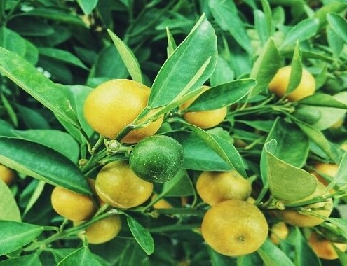 Lemon Tree Cost