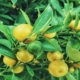 Lemon Tree Cost