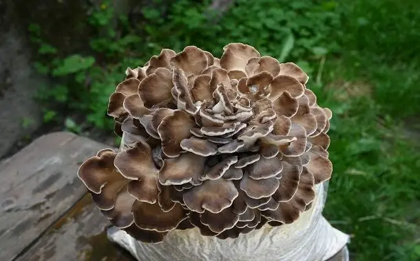 Maitake Mushroom Cost